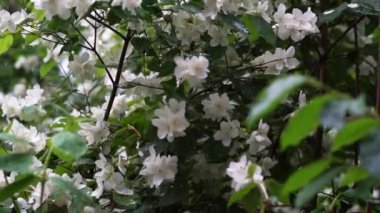 Video of jasmine flowers under rain, video