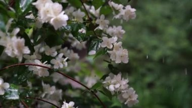 Video of jasmine flowers under rain, video