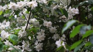 Video of jasmine flowers under rain, video