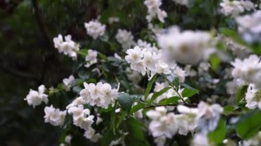 Video of jasmine flowers under rain, video