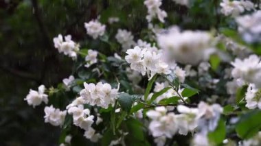 Video of jasmine flowers under rain, video