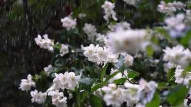 Video of jasmine flowers under rain, video