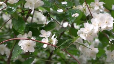 Video of jasmine flowers under rain, video