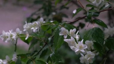 Video of jasmine flowers under rain, video