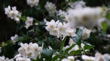 Video of jasmine flowers under rain, video