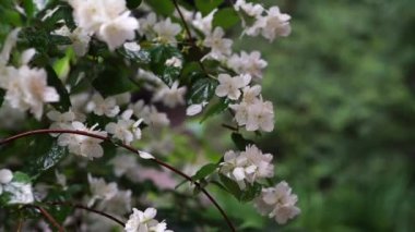 Video of jasmine flowers under rain, video