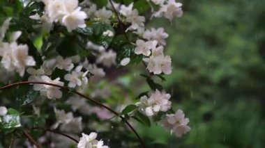 Video of jasmine flowers under rain, video