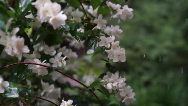 Video Jasmine Flowers Rain Video — Stock videók