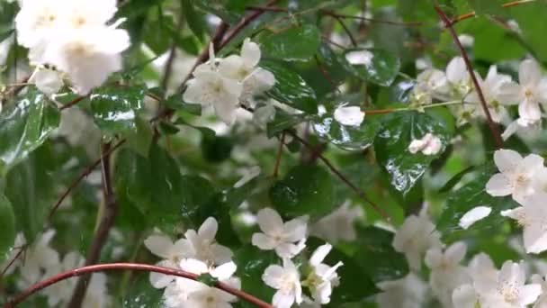雨の下でジャスミンの花のビデオ ビデオ — ストック動画