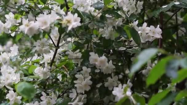 雨の下でジャスミンの花のビデオ ビデオ — ストック動画