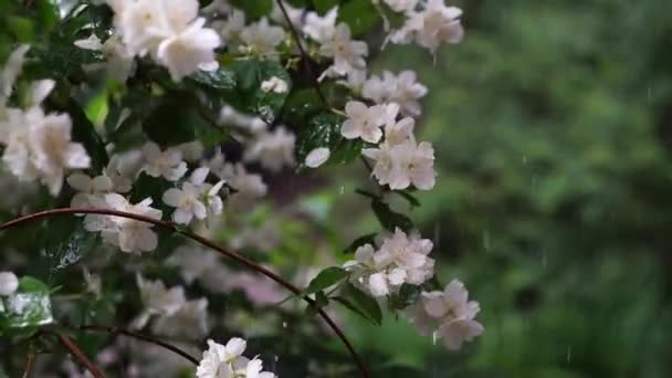 Video Jasmine Flowers Rain Video — Stockvideo