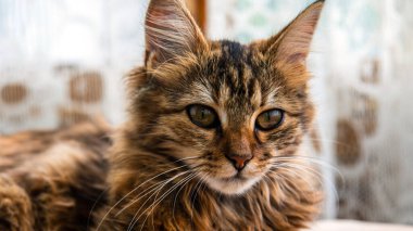 Gri çizgili bir evcil kedinin yakın plan portresi. Veteriner klinikleri, kediler ve kedi maması siteleri için görüntü.