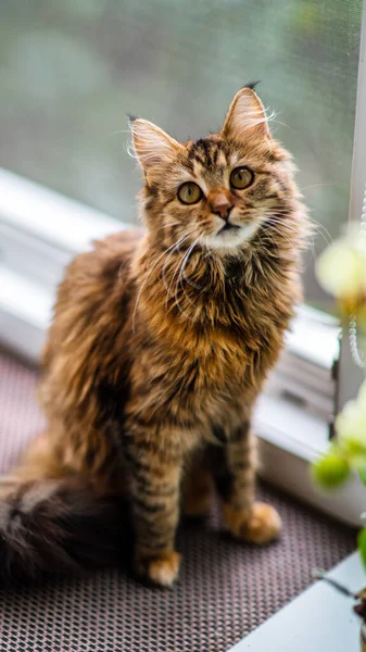 Detailní Portrét Šedé Pruhované Domácí Kočky Obrázek Pro Veterinární Kliniky — Stock fotografie