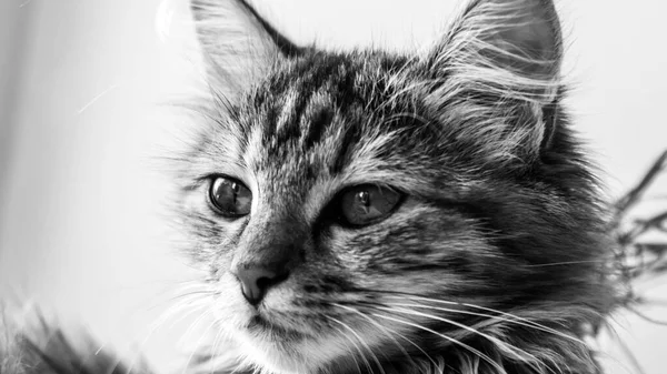 Κοντινό Πλάνο Πορτραίτο Μιας Γκρίζας Ριγέ Οικιακής Γάτας Εικόνα Για — Φωτογραφία Αρχείου