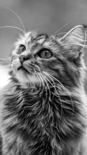 Gri Çizgili Bir Evcil Kedinin Yakın Plan Portresi Veteriner Klinikleri — Stok fotoğraf