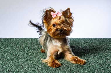 Yorkshire korkunç, beyaz bir arka plan bir baş shot kamera bakıyor