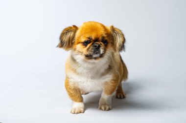 Fino köpeği beyaz arka plan üzerinde izole Close-Up