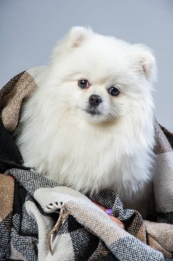 Mutlu beyaz Pomeranya köpekleri