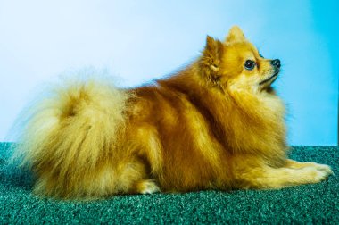 İki ayaklı sevimli Pomeranian köpek standı ve bir şeye bakıyor. Doku çimento arka planında yemek istiyor, kahverengi ve beyaz küçük şirin köpek konseptini kapatıyor.