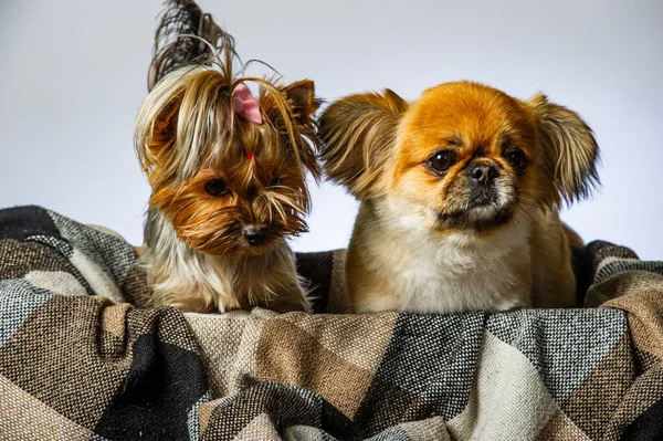 stock image Pekingese and Yorkshire, two lady dogs together. Isolated on gray.