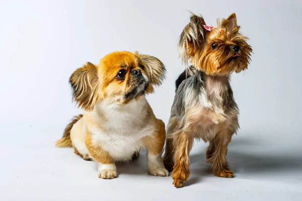 Pekin ve Yorkshire, iki dişi köpek birlikte. Gri renkte izole edilmiş.