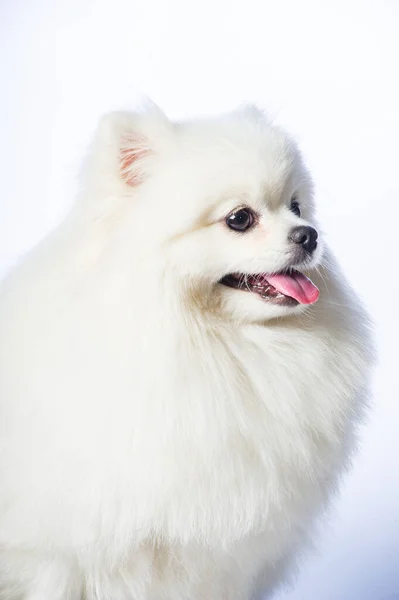 Perro Spitz Pomeraniano Blanco Feliz — Foto de Stock