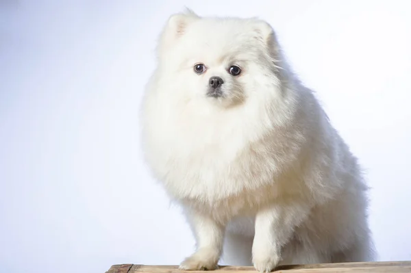 Perro Spitz Pomeraniano Blanco Feliz —  Fotos de Stock