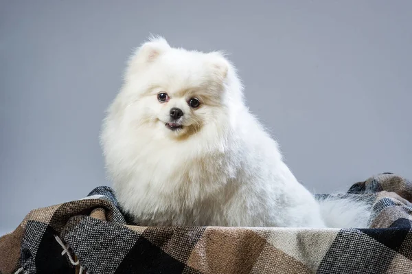 Feliz Branco Pomeranian Spitz Cão — Fotografia de Stock