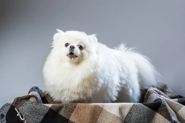 Perro Spitz Pomeraniano Blanco Feliz —  Fotos de Stock