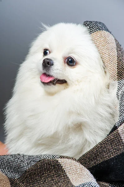 Счастливая Белая Померанская Собака Шпиц — стоковое фото