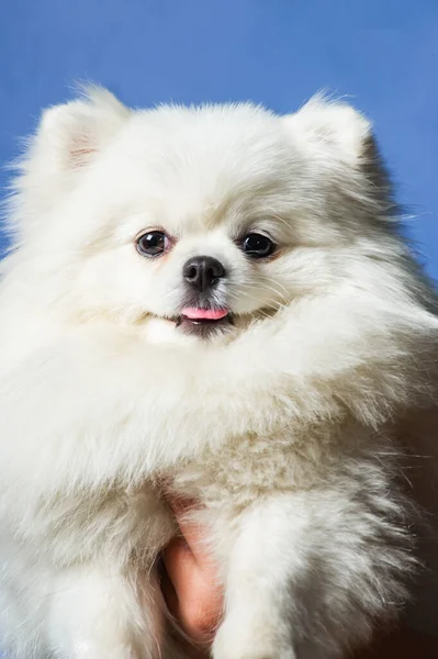 Szczęśliwy Biały Pomeranian Spitz Dog — Zdjęcie stockowe