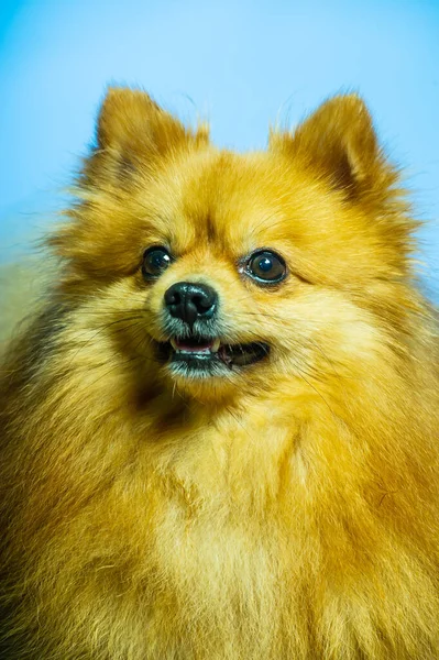Bedårande Pommerska Hund Stå Med Två Ben Och Titta Något — Stockfoto