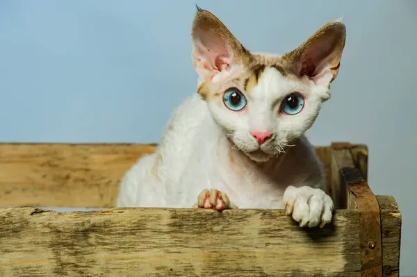 Devon Rex Kot Kolorowe Tło — Zdjęcie stockowe