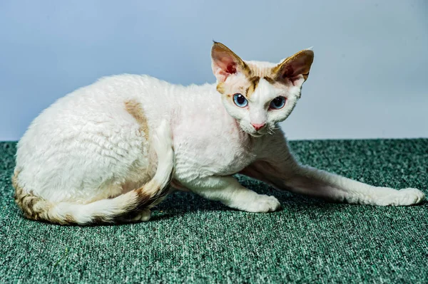 stock image Devon rex cat on colored backgrounds