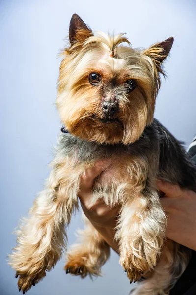 Young Exhibition Yorkshire Terrier — Stock Photo, Image
