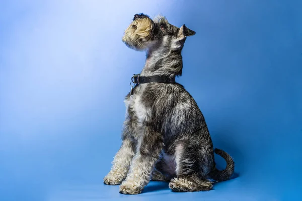 Miniature Schnauzer Year Old Standing Front Studio Background Stock Picture