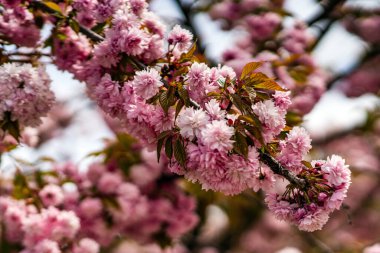 Ağaçtaki güzel pembe sakura dalları.