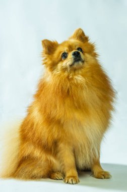 İki ayaklı sevimli Pomeranian köpek standı ve bir şeye bakıyor. Doku çimento arka planında yemek istiyor, kahverengi ve beyaz küçük şirin köpek konseptini kapatıyor.