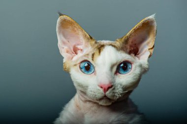 Devon rex kedi renkli arka plan üzerinde