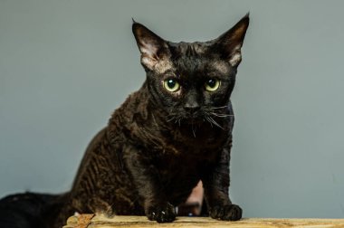 Devon rex kedi renkli arka plan üzerinde