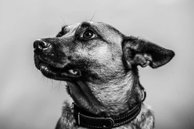 Belçika Malinois Shepard stüdyo portresi. Tarafsız zeminde izole edilmiş koruyucu köpek. Stüdyoda evcil hayvan fotoğraf çekimi. K9 eğitimli polis köpeği.