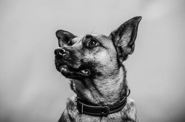 Belçika Malinois Shepard stüdyo portresi. Tarafsız zeminde izole edilmiş koruyucu köpek. Stüdyoda evcil hayvan fotoğraf çekimi. K9 eğitimli polis köpeği.