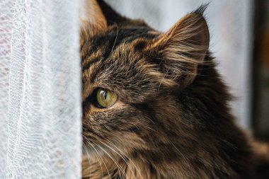 Yerde yatan üç renkli bir kedi yavrusunun portresi. Kedi depresyonu. Üzgün kedi. Sıkıcı kedi..