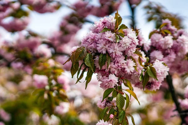 Piękne Różowe Gałęzie Sacury Drzewie — Zdjęcie stockowe