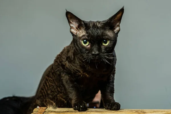 stock image Devon rex cat on colored backgrounds