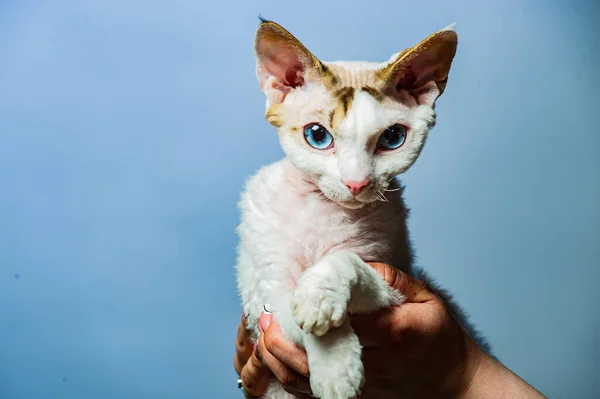 Devon Rex Kot Kolorowe Tło — Zdjęcie stockowe