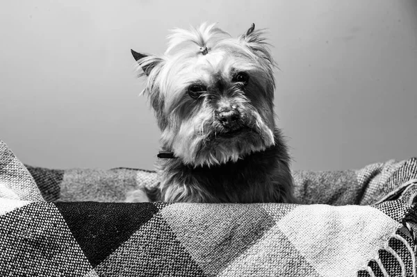 Young Exhibition Yorkshire Terrier — Stock Photo, Image