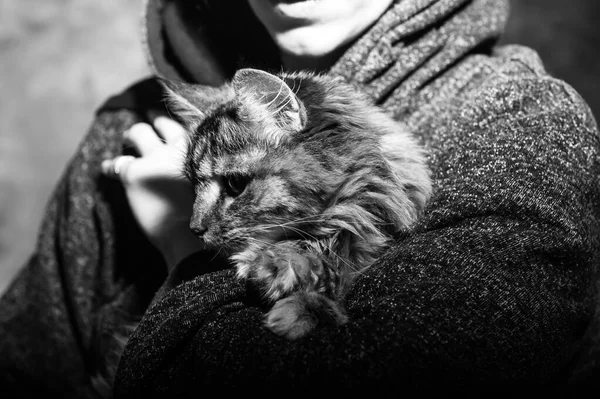 Care Young 女人控股猫回家 可爱的猫咪在女人手里 动物的 Love Cat 爱好者 — 图库照片