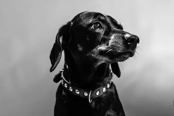 眼前是一只黑色的小猎犬 看着相机 沉思着 工作室拍摄 — 图库照片