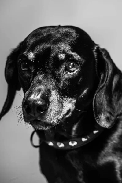 小さな黒いダックスフント子犬立って 行くのフロントビューでは 歩いて カメラを見て 思慮深い スタジオショット — ストック写真